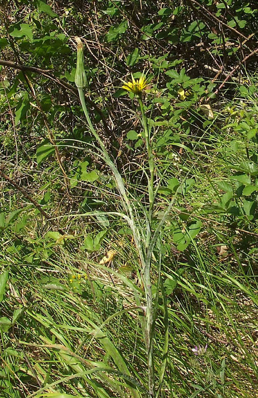 Tragopogon dubius / Barba di Becco a tromba